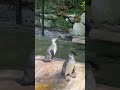 Dublin Zoo - Humboldt penguins