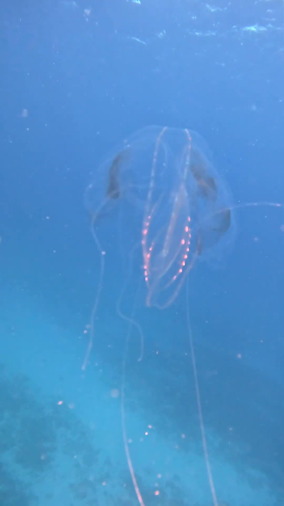 Cool Jellyfish Looks Like Alien Spaceship || ViralHog