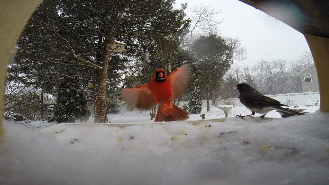 Gopro bird feeder cam - winter storm