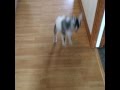 A Baby Goat Skips Happily On A Hallway, He Will Make Your Entire Week In A Few Seconds!
