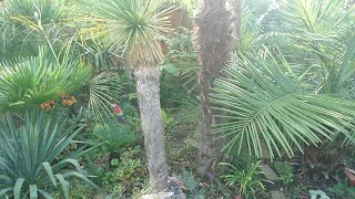 UK 🇬🇧 tropical garden 🌴 - our exotic self-created paradise ☀️ - autumn views Part 1 😍 by UNIQUE LIFE DESIGN 509 views 6 months ago 22 minutes
