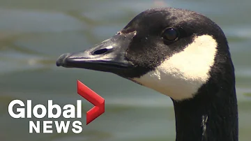 Would you eat a Canada Goose?