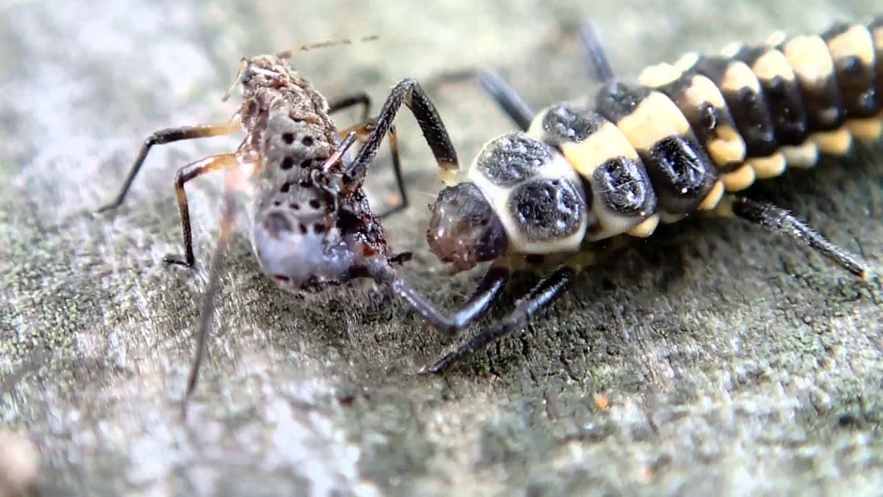 アブラムシを食べるテントウムシの幼虫 Youtube