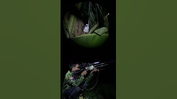 Berburu Ruak-ruak Sawah Di Malam Hari #hunting #berburu #shorts