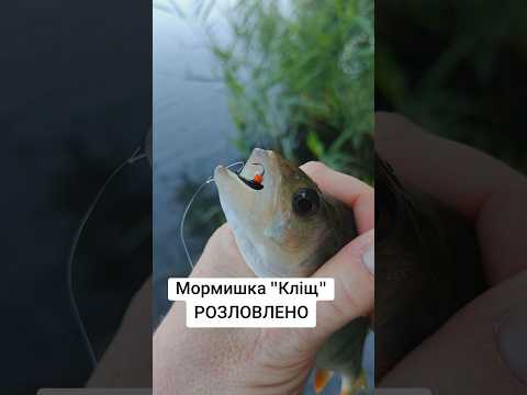 Мормишка Безмотилка "Кліщ" - Розловлена. Безмотилка в Україні