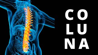 Cinesiologia da coluna vertebral #1