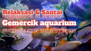 Story wa terkini || Relaksasi gemercik air aquarium ikan hias