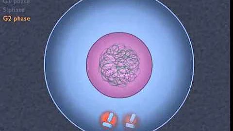 How the Cell Cycle Works HD Animation