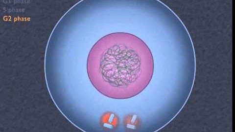 How the Cell Cycle Works HD Animation