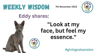 Weekly Wisdom. Eddy shares: 'Look at my face, but feel my essence.' by Naturally Cats - Help for anxious cats & humans 26 views 5 months ago 11 minutes, 59 seconds