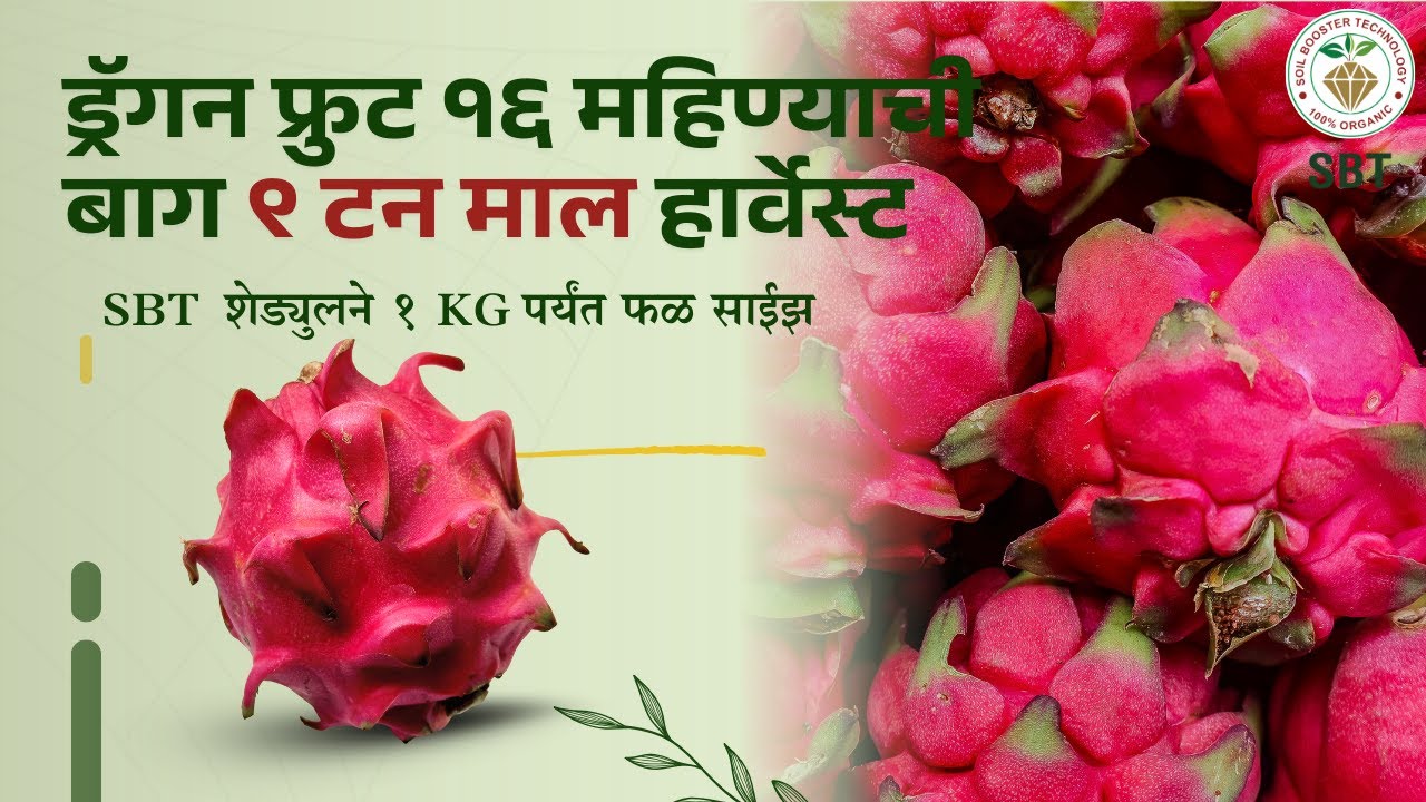 ड्रॅगन फ्रुट १६ महिण्याची बाग ९टन माल हार्वेस्ट| SBTशेड्युलने १kg पर्यंत फळ साईझ, हायेस्ट तोडा २.५टन