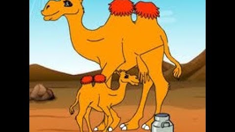 collect to the camel milk video walkthrough