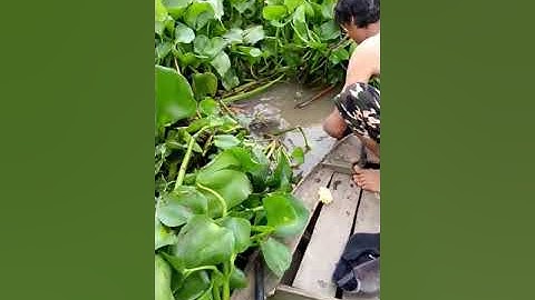 câu cá ngát khủng ở sông TP Cao Lãnh tỉnh đồng tháp, việt nam