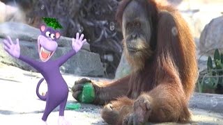 Baby Orangutans Song | Learn Animals Songs | From Baby Genius