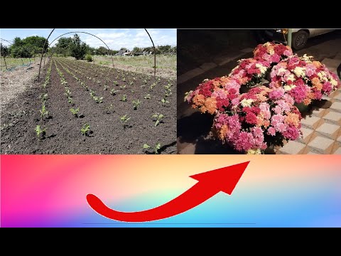 Videó: Csontlé (47 Fotó): Virág ültetése és Gondozása A Szabadföldön, Növény Használata A Tájtervezésben, Fajok és Fajták Leírása