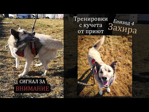 Как учим сигнал за внимание Обучение и разходка с куче от приют епизод 4 Захира