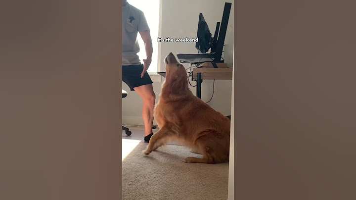 When I get home from working from home #dog #goldenretriever