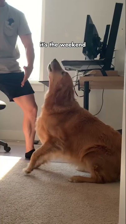 When I get home from working from home #dog #goldenretriever