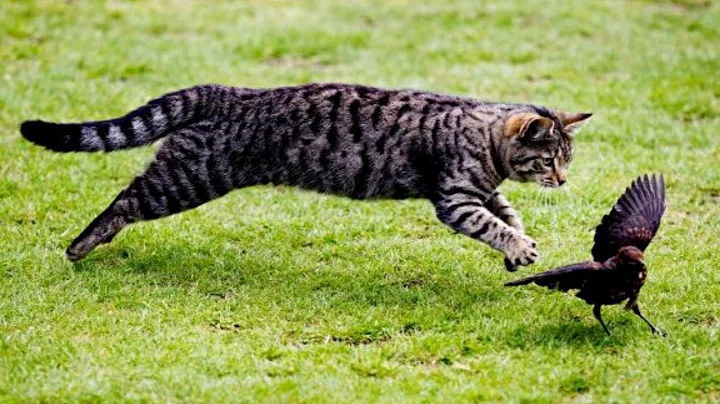 Video 11782031: compilation cats pets, funniest pets compilation, cats catch, cat hunting