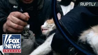 Firefighters bring cat back to life in dramatic rescue video