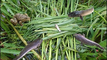 Cấm câu ếch mùa nước nổi - thả câu ếch mùa nước nổi dính cặp cá khủng quá đã