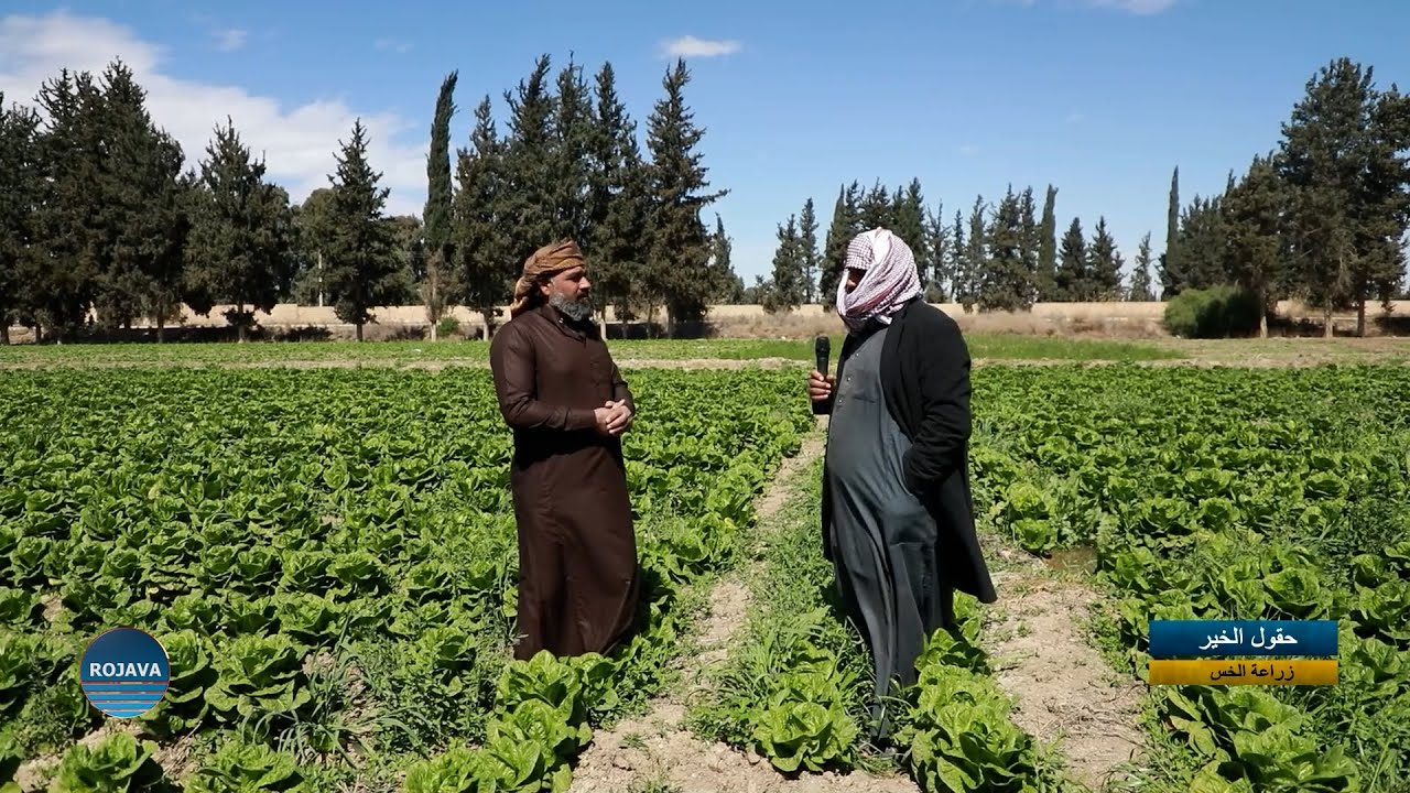 حقول الخير|| زراعة الخس||  22 - 3 - 2025