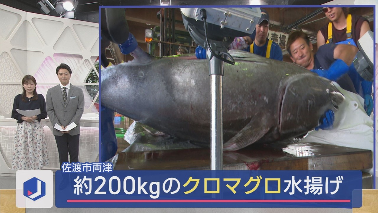 佐渡市で200kg級クロマグロ4本が一挙水揚げ 漁師たち歓喜【新潟･佐渡市】スーパーJにいがた6月26日OA