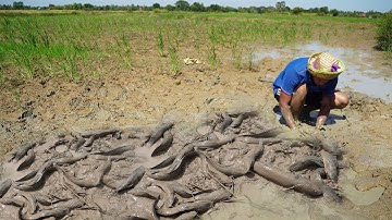 Best Hunting Fisher Catch many Copper Snakehead Fish By Dry Muddy - Amazing Fishing Video Dry Season