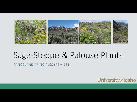 Major Plants Sage-steppe, and Palouse