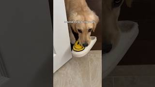 Crimes my puppy committed this week  #dogshorts #goldenretriever #puppies #puppyvideos #puppy