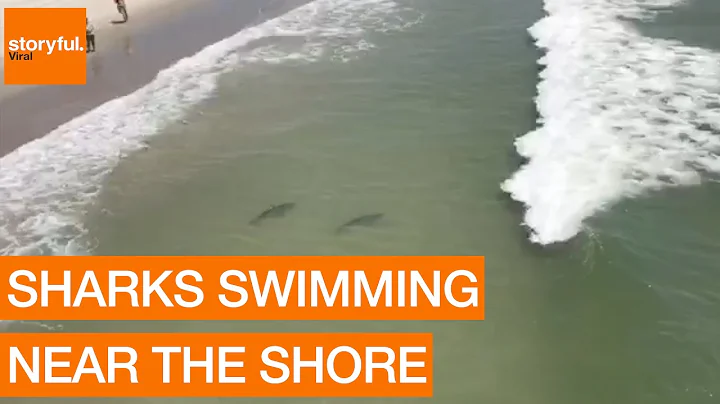 Multiple Sharks Swim Close to Myrtle Beach Shore (...
