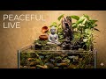 relax and watch till the end somthing satisfying coming
