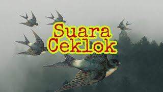 Suara ceklok/cek lokasi walet