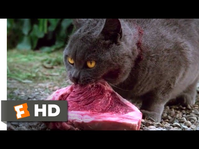 Pet Sematary (1989) - Killing Church Scene (8/10) | Movieclips class=