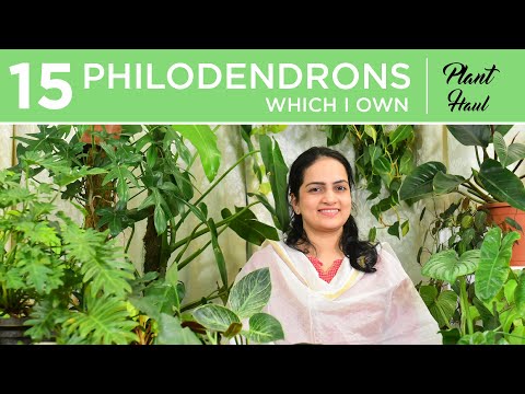 Video: Philodendron (57 Photos): Indoor Flower Care At Home And Reproduction, Types Of Philodendron Climbing And Blushing, Xanadu And 