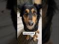 #cutedog trend