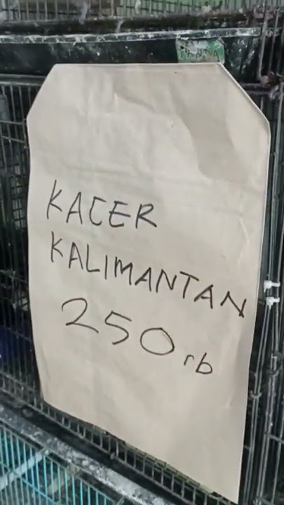 Kacer Kalimantan 250K