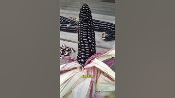 Mind Blowing Rare Photos You Missed! 😳