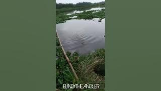 SENSASI strike ikan nila BABON... MANTABBB!!!!