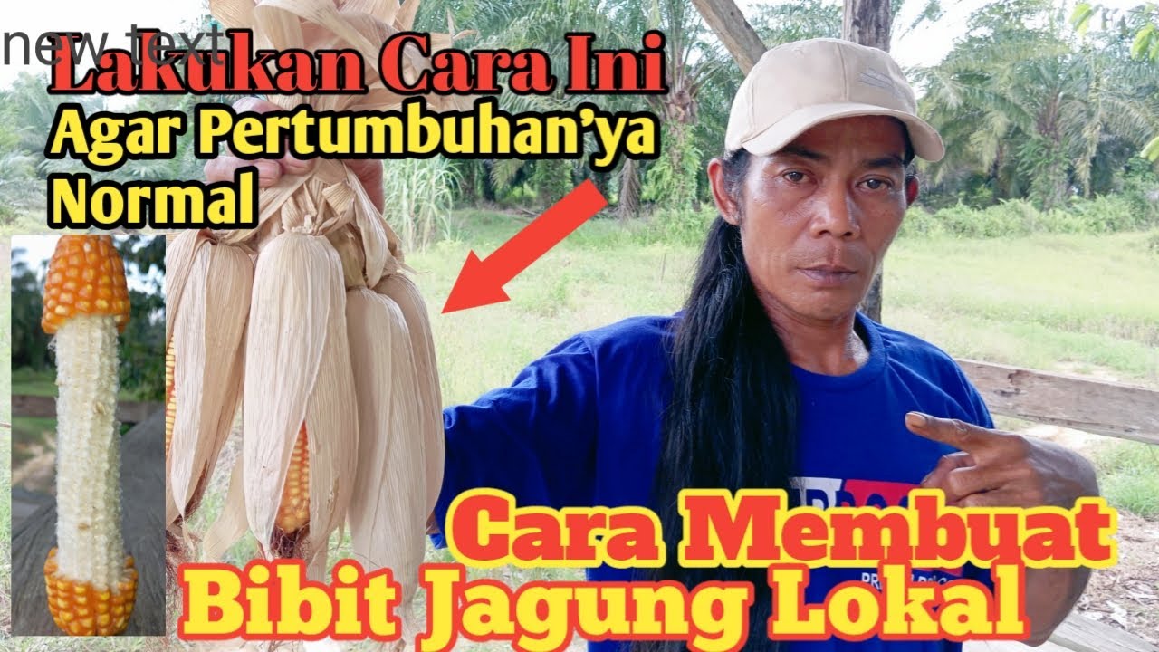 Cara Membuat Benih Jagung Sendiri-Luky Channel