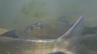 Ray Goes To - The Marstons Mills Herring Run - Cape Cod, MA - Ray Bartlett