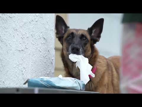 Voluntary head dunk: cooperative care for irrigating canine noses and eyes and rapid cooling