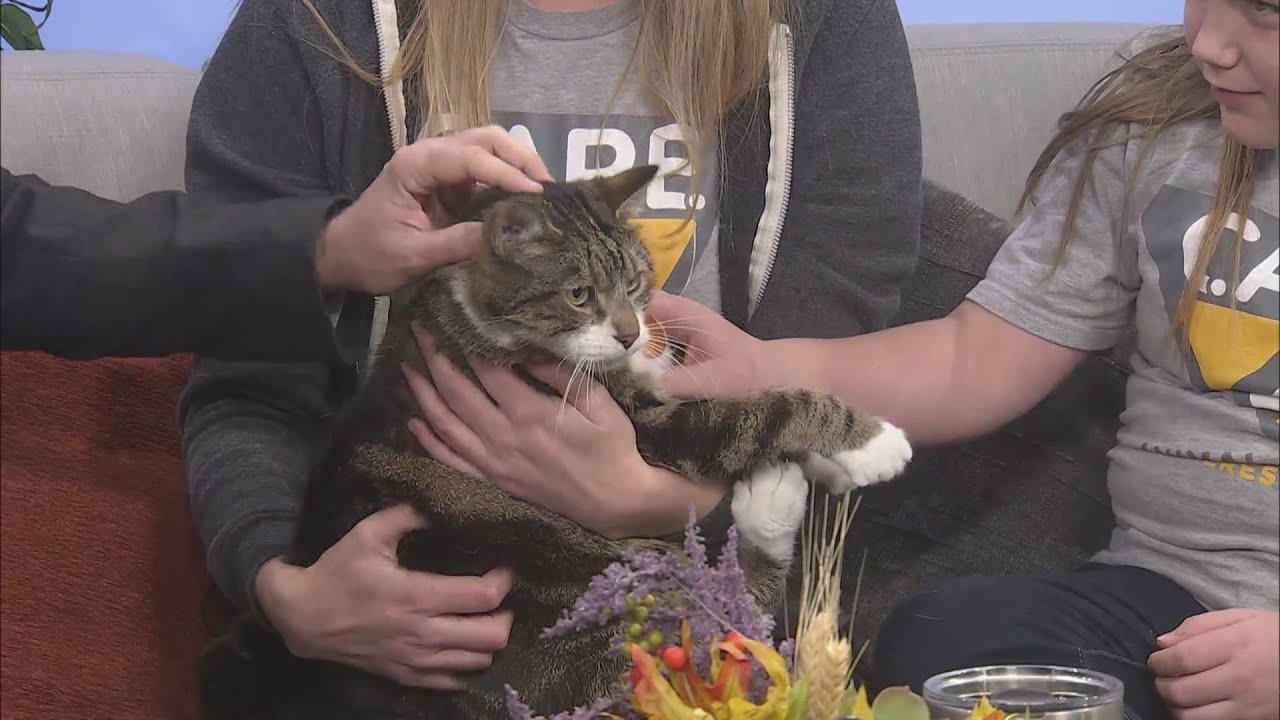 Crap Project C.A.R.E. Animal Rescue: Timmy - YouTube