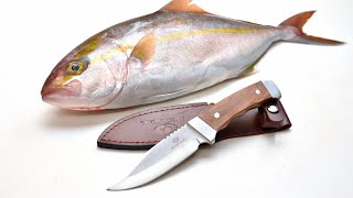 MOSSY OAKナイフでカンパチを捌く【Amazon 1980円バトニングナイフ】Filleting a fish