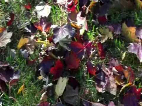 Thanksgiving Gratitude - a Will Conley film