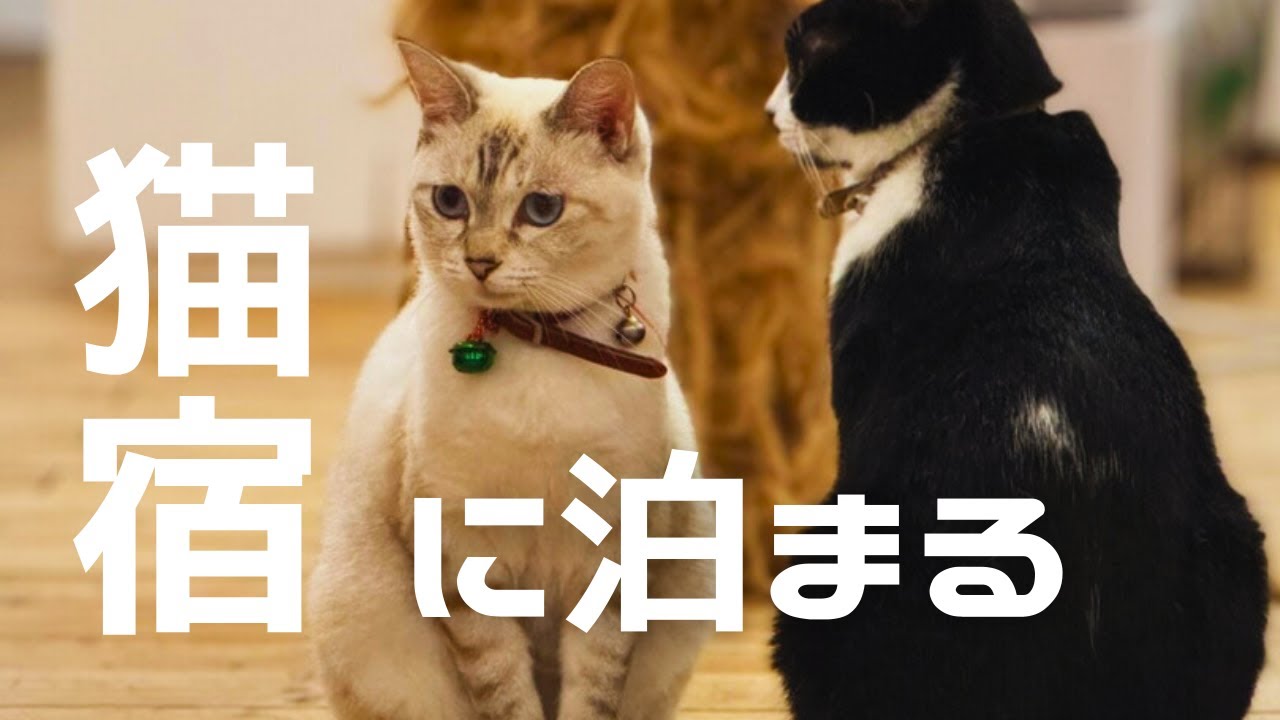 １泊でも十分に「ネコ補給」できる❗️ 幸せな「猫宿」が千葉にあった〜✨