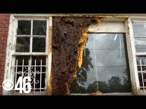 Thousands of honey bees and massive hive removed from Atlanta home
