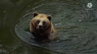 bears enjoying sea view animal