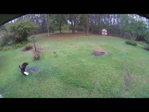Crows Fend Off Bald Eagle Attack Against Chickens