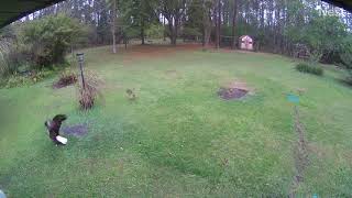 Crows Fend Off Bald Eagle Attack Against Chickens